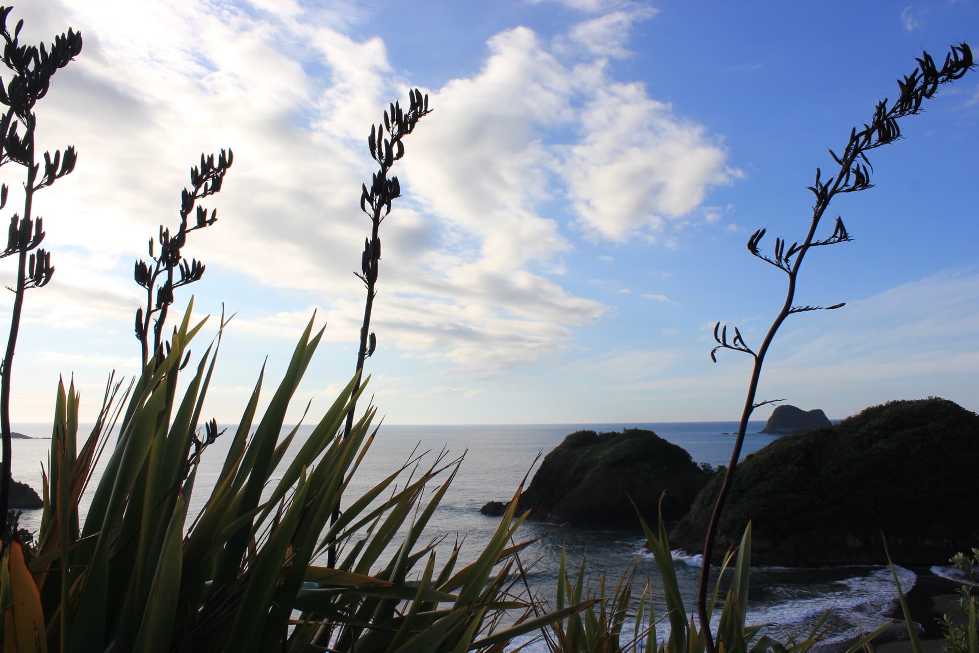 Native harakeke (flax) silhouetted against the Taranaki coastline