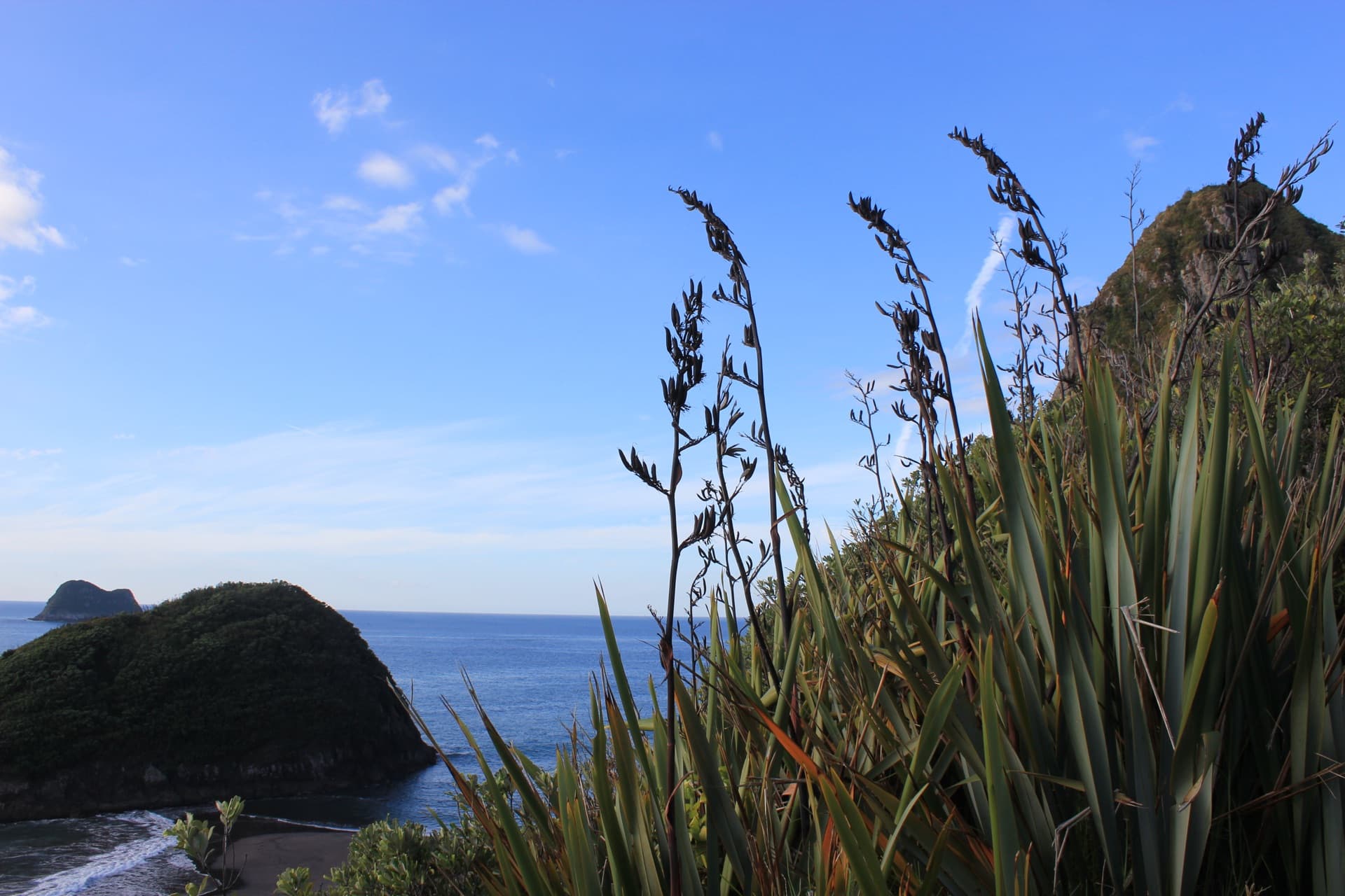Native flax growing tall against lush green headlands and open ocean on the Taranaki coast